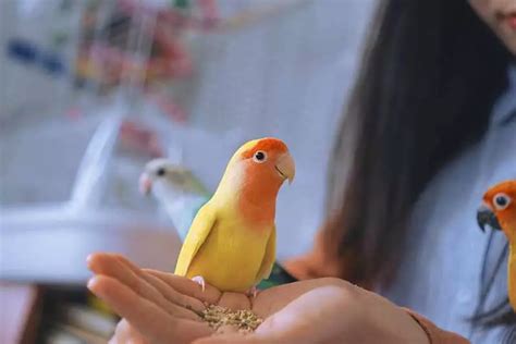 什麼動物可以養|15 種適合養在房間的寵物推薦！偷養在房間、適合小。